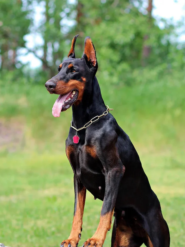 doberman dvdfg